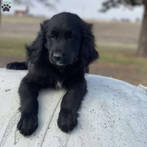 Bear, Bernese Golden Mountain Dog Puppy