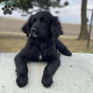 Bear, Bernese Golden Mountain Dog Puppy