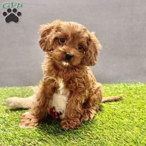 Charlie, Cavapoo Puppy