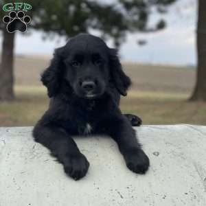 Bear, Bernese Golden Mountain Dog Puppy