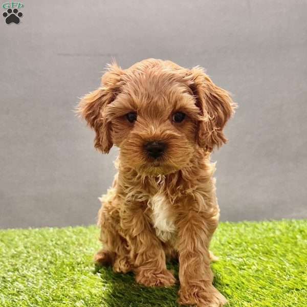 Teddy, Cavapoo Puppy