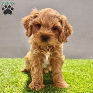 Teddy, Cavapoo Puppy