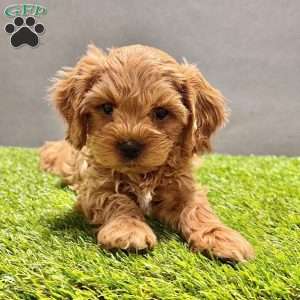 Teddy, Cavapoo Puppy