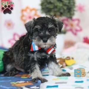 Ian, Miniature Schnauzer Puppy