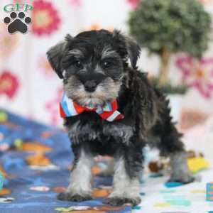 Ian, Miniature Schnauzer Puppy