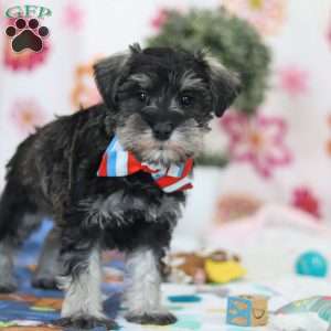 Ian, Miniature Schnauzer Puppy