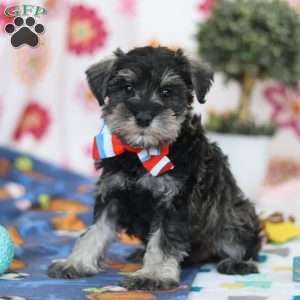 Ian, Miniature Schnauzer Puppy