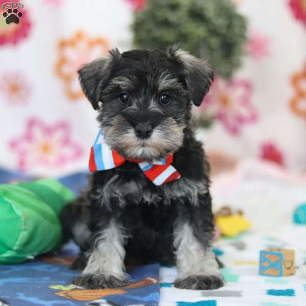 Ian, Miniature Schnauzer Puppy