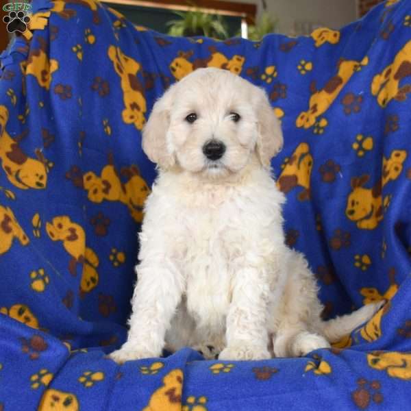 Icecream, Goldendoodle Puppy