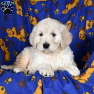 Icecream, Goldendoodle Puppy