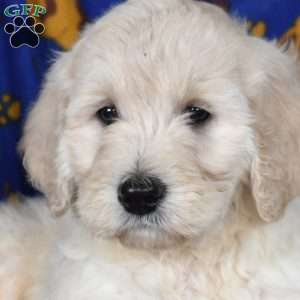 Icecream, Goldendoodle Puppy