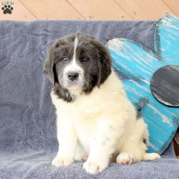 Icing, Newfoundland Puppy