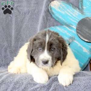 Icing, Newfoundland Puppy