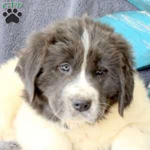 Icing, Newfoundland Puppy