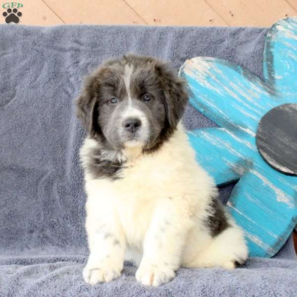 Ida, Newfoundland Puppy