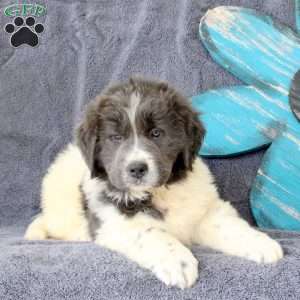 Ida, Newfoundland Puppy