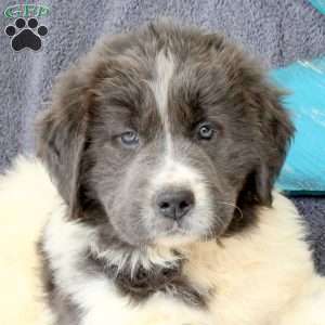 Ida, Newfoundland Puppy