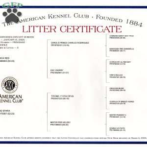 Maverick, Toy Poodle Puppy