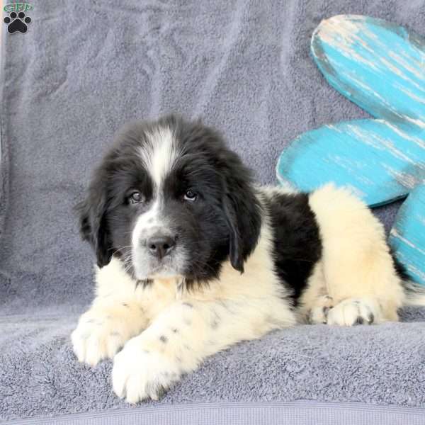 Incredible, Newfoundland Puppy