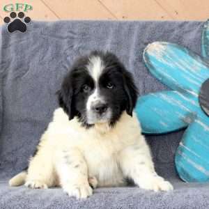 Incredible, Newfoundland Puppy