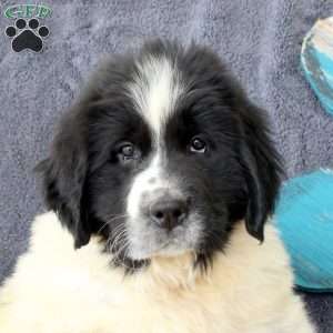 Incredible, Newfoundland Puppy