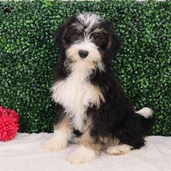 Indi, Mini Bernedoodle Puppy