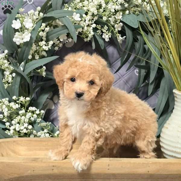 Indigo, Bich-Poo Puppy