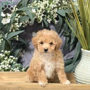 Indigo, Bich-Poo Puppy