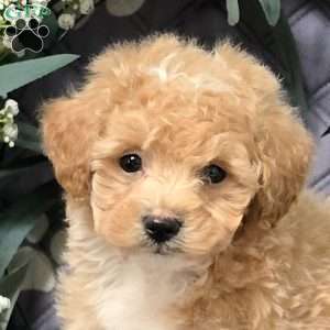 Indigo, Bich-Poo Puppy