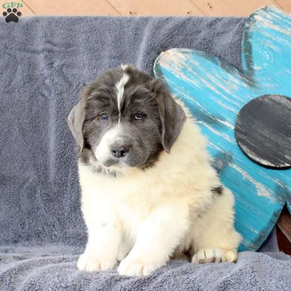 Inky, Newfoundland Puppy