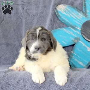 Inky, Newfoundland Puppy