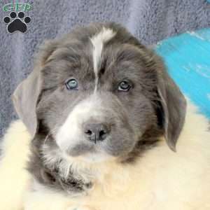 Inky, Newfoundland Puppy