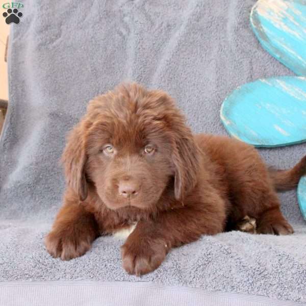 Irene, Newfoundland Puppy
