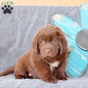 Irene, Newfoundland Puppy