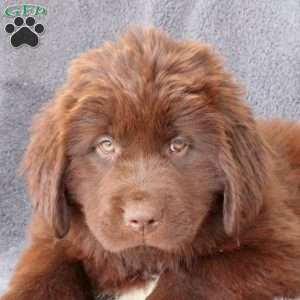 Irene, Newfoundland Puppy