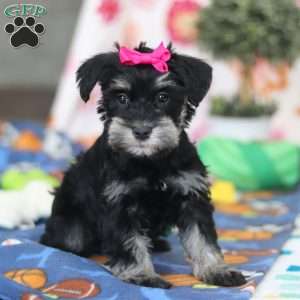 Iris, Miniature Schnauzer Puppy