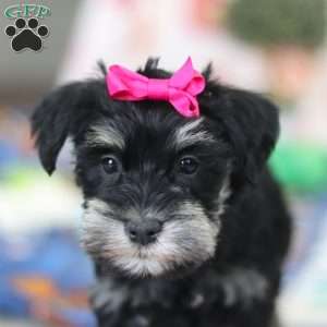Iris, Miniature Schnauzer Puppy
