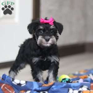Iris, Miniature Schnauzer Puppy