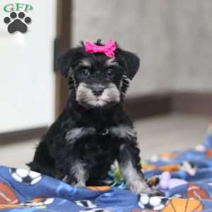 Iris, Miniature Schnauzer Puppy