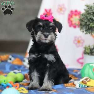 Iris, Miniature Schnauzer Puppy