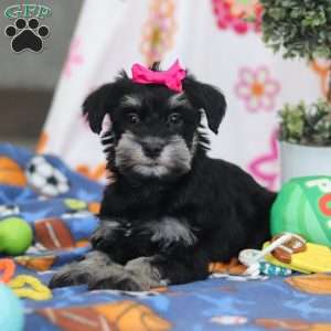 Iris, Miniature Schnauzer Puppy