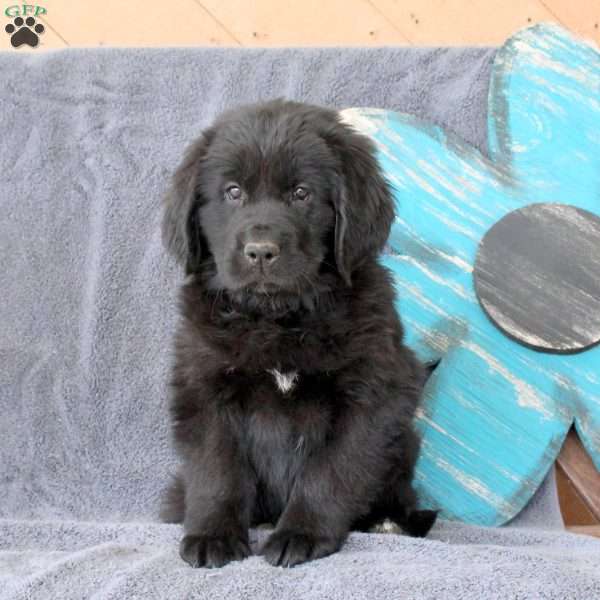 Iris, Newfoundland Puppy