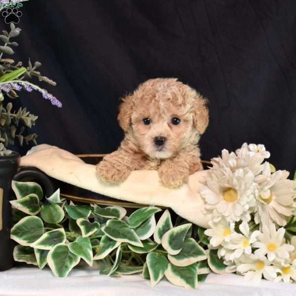 Iris, Bich-Poo Puppy