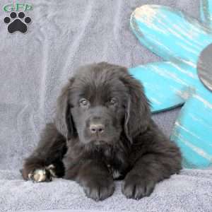Iris, Newfoundland Puppy