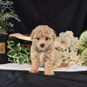 Iris, Bich-Poo Puppy