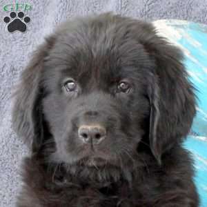 Iris, Newfoundland Puppy