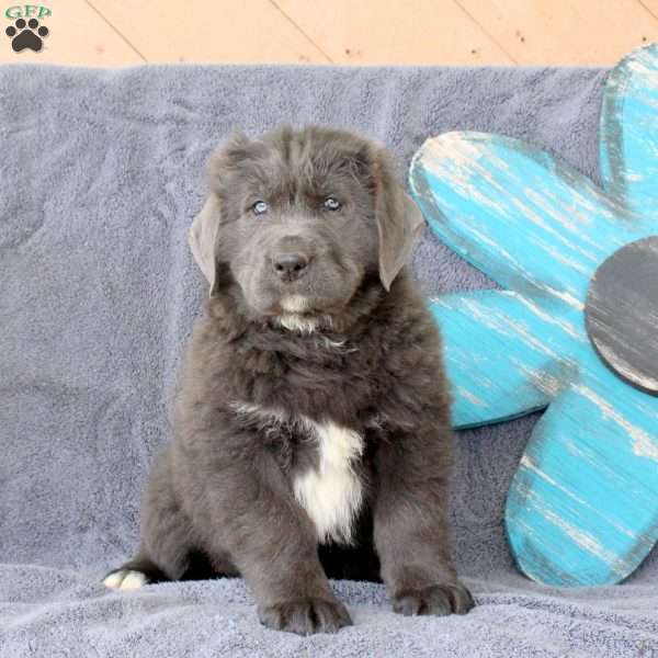 Irma, Newfoundland Puppy