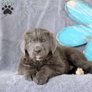 Irma, Newfoundland Puppy