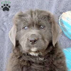 Irma, Newfoundland Puppy