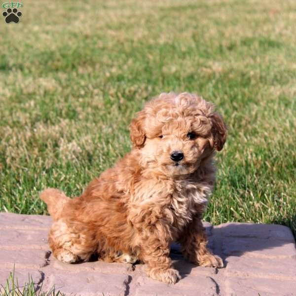 Isaac, Mini Goldendoodle Puppy